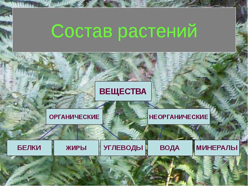 Органические вещества растений. Состав растения. Состав растений органические и неорганические вещества. Состав растения схема. Химический состав растений.