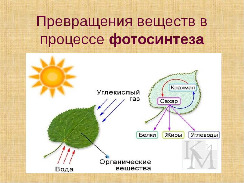 Схема фотосинтеза в природе. Схема фотосинтеза биология. Фотосинтез растений схема 6 класс. Фотосинтез растений 3 класс. Что такое фотосинтез в биологии 3 класс.