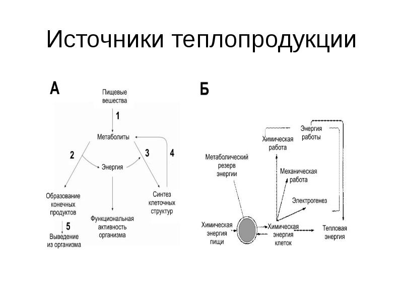 Источники 18. Источники теплопродукции. Источники теплопродукции в организме. Роль органов в теплопродукции. Теплопродукция физиология презентация.