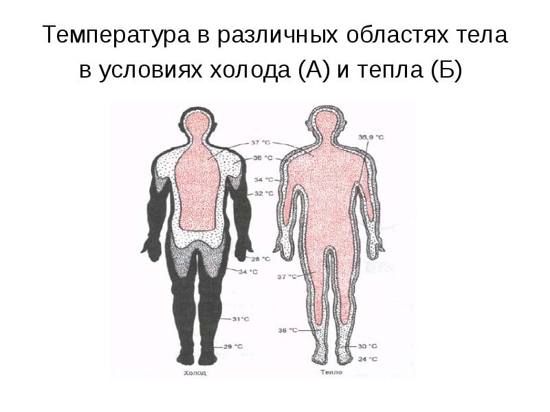 Области тела человека температура