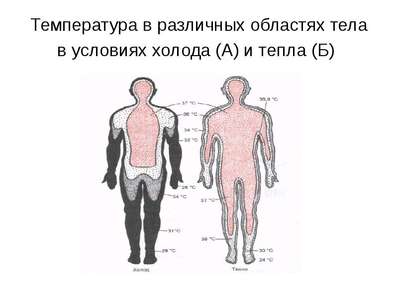 Разная температура тела