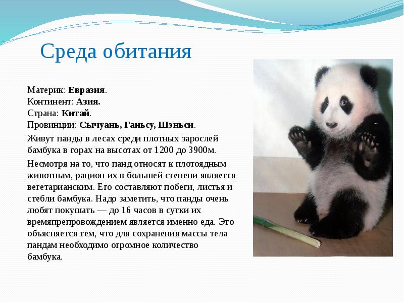 Доклад: Большая панда