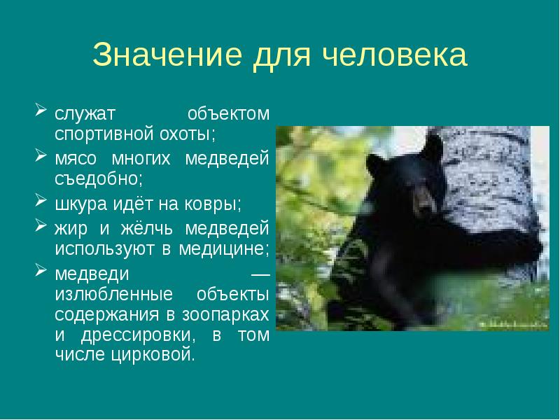 Исторический критерий белого медведя. Чем полезен бурый медведь. Какую пользу приносит медведь. Какую пользу приносит медведь. Бурый медведь польза для человека.