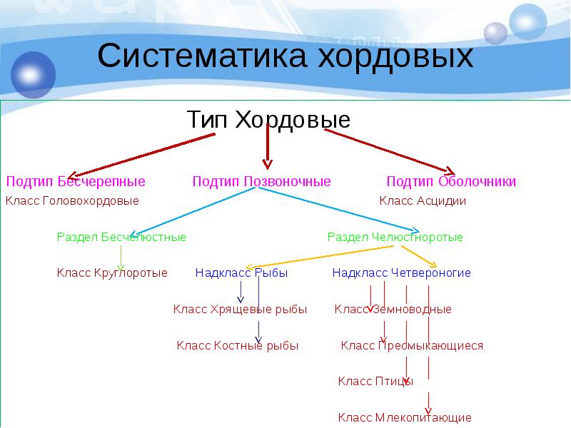 Интеллект карта земноводные