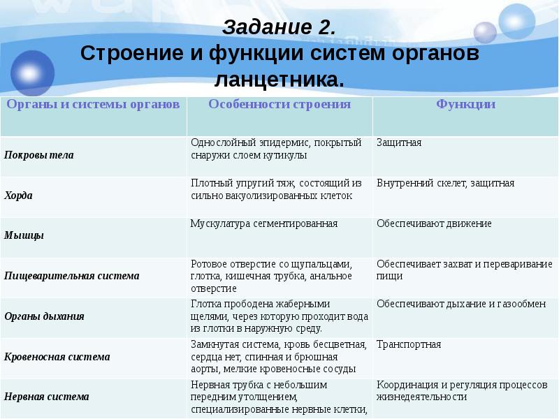 Тип хордовые презентация егэ