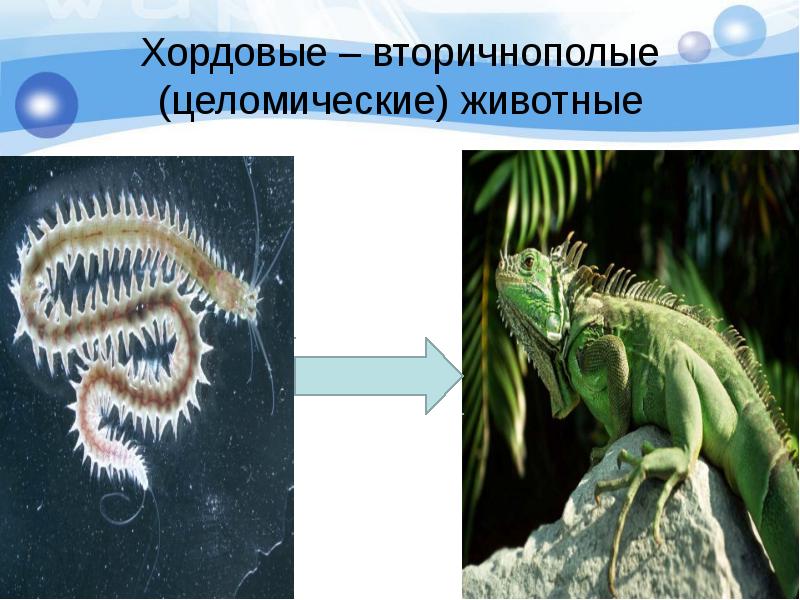 Какие животные хордовые. Хордовые животные. Хордовые вторичноротые. Тип Хордовые вторичноротые. Ходовые вторично ротые.