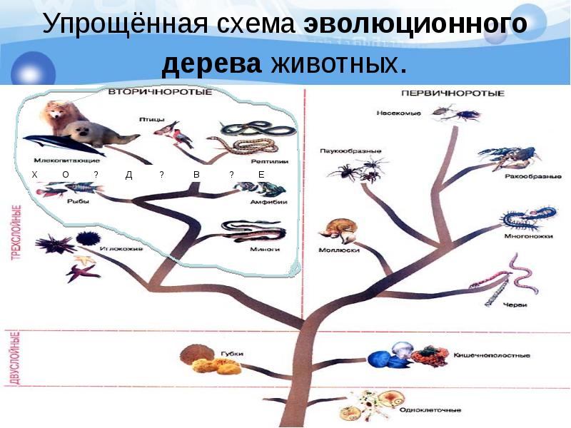 Эволюция животных схема с простейших до млекопитающих