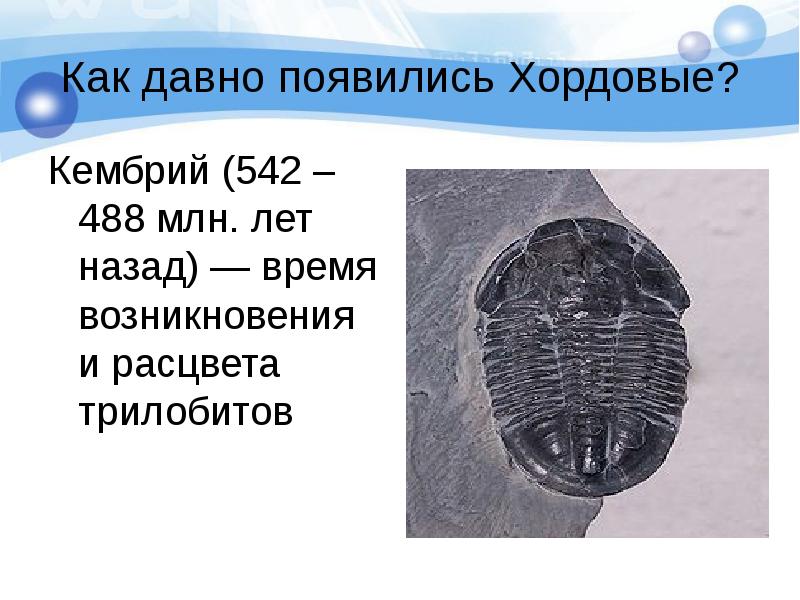 Хордовый преобразователь. Хордовые кембрия. Внешнее строение Трилобита. Доклад по трилобитам. Переходные формы трилобиты.