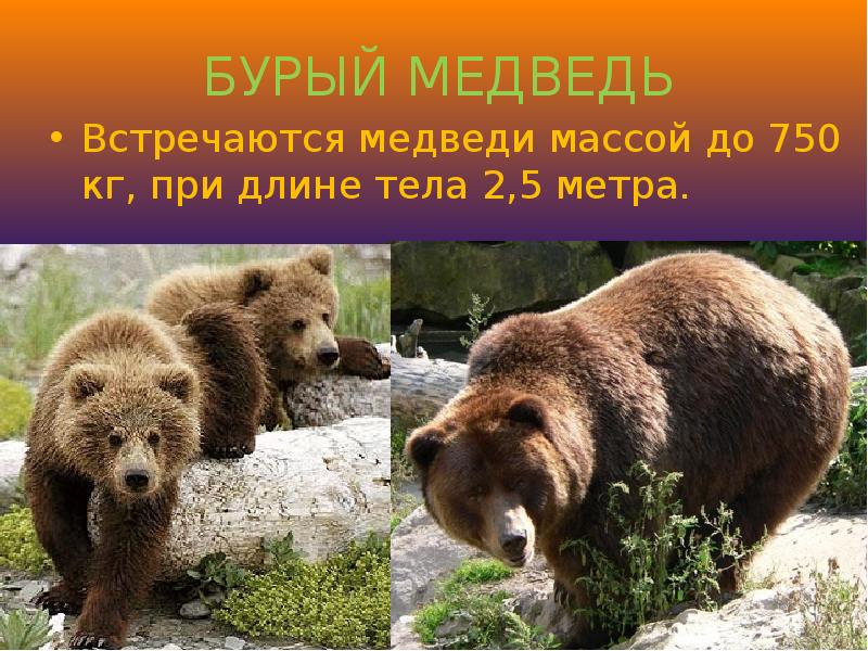 В какой природной зоне встречается медведь. Масса бурого медведя. Симметрия тела бурого медведя. Бурый медведь вес и рост взрослого. Какой медведей встречается в природе южнее всех.