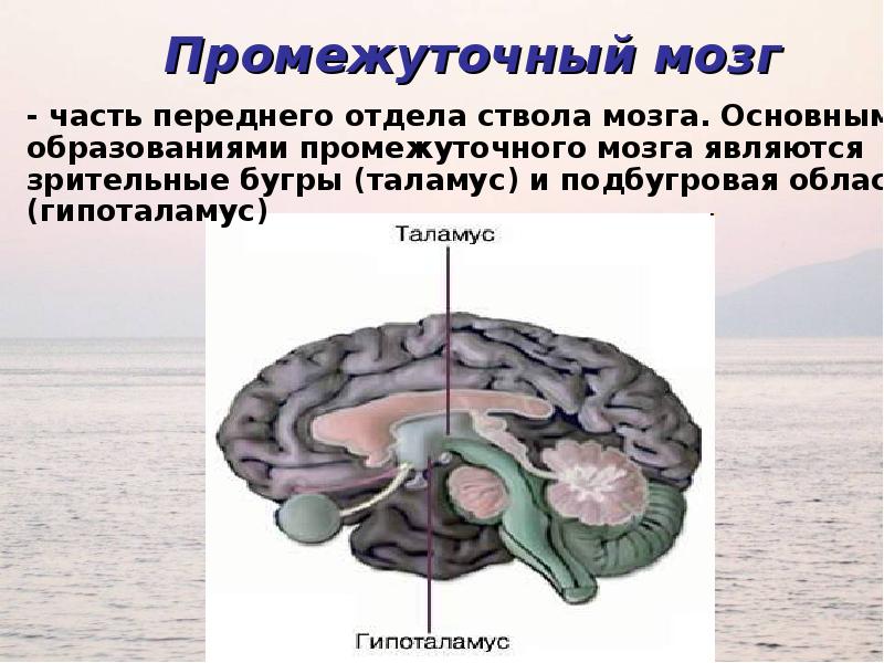 Презентация на тему лимбическая система