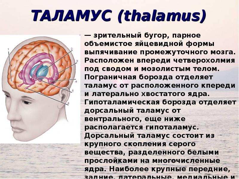 Что такое таламус. Функция таламуса в головном мозге. Зрительный бугор таламус. Мозг анатомия таламус. Зрительные Бугры головного мозга.