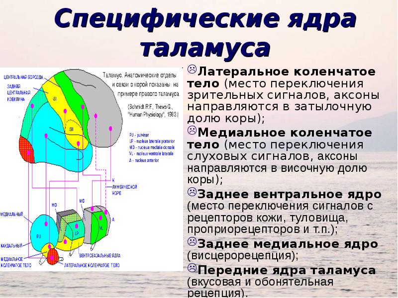 Схема ядер таламуса