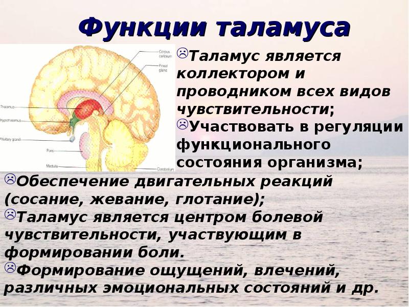 Промежуточный строение и функции. Функции гипоталамуса промежуточного мозга. Строение мозга таламус гипоталамус. Функции промежуточного мозга физиология. Таламус анатомия.