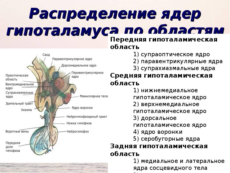 Стимуляция переднего и латерального гипоталамуса формирует