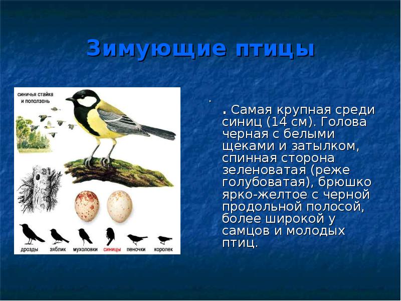 Птицы для презентации. Самая крупная зимующая птица. Какие птицы остаются зимовать в России. Синица с белым брюшком.