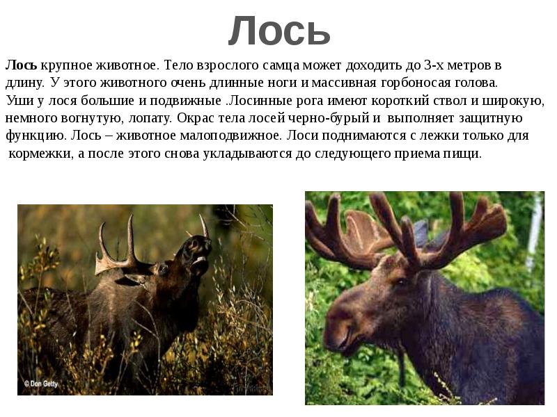 Животные красной книги алтайского края фото и описание