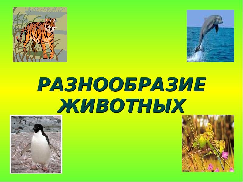 Разнообразие животных плешаков. Разнообразие животных презентация. Разнообразие животных 3 класс окружающий. Окружающий мир разнообразие животных. Окружающий мир 3 класс разнообразие животн.