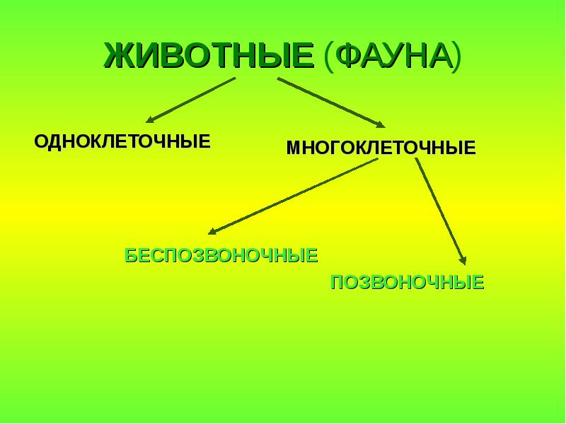 Три класса животных. Разнообразие животных. Разнообразие животных 3 класс. Разнообразие животных схема. Разнообразие животных 3 класс окружающий мир.