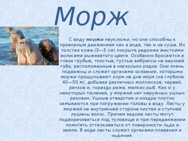 Презентация про моржей