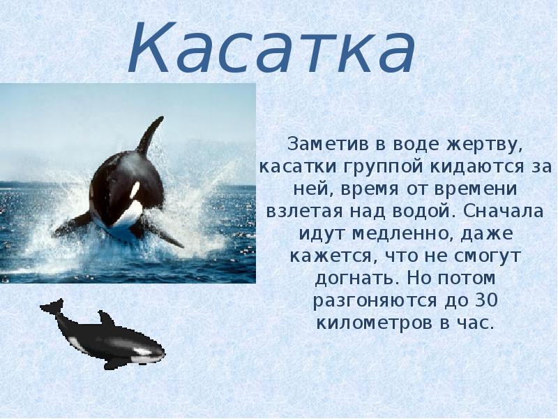 Проект о касатках