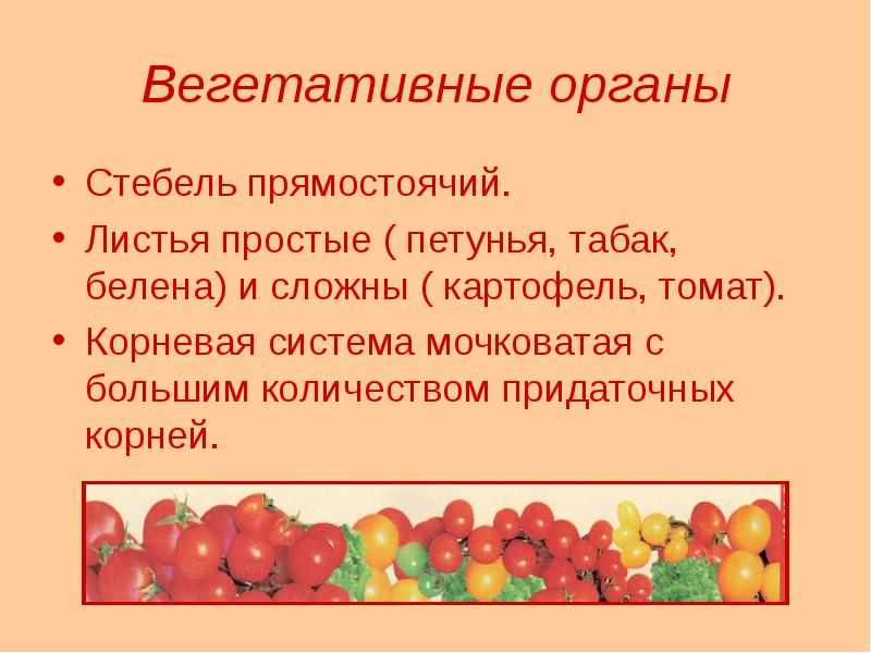 Вегетативные органы
Стебель прямостоячий.
Листья простые ( петунья, табак, белена) и Вегетативные органы
Стебель прямостоячий.
Листья простые ( петунья, табак, белена) и