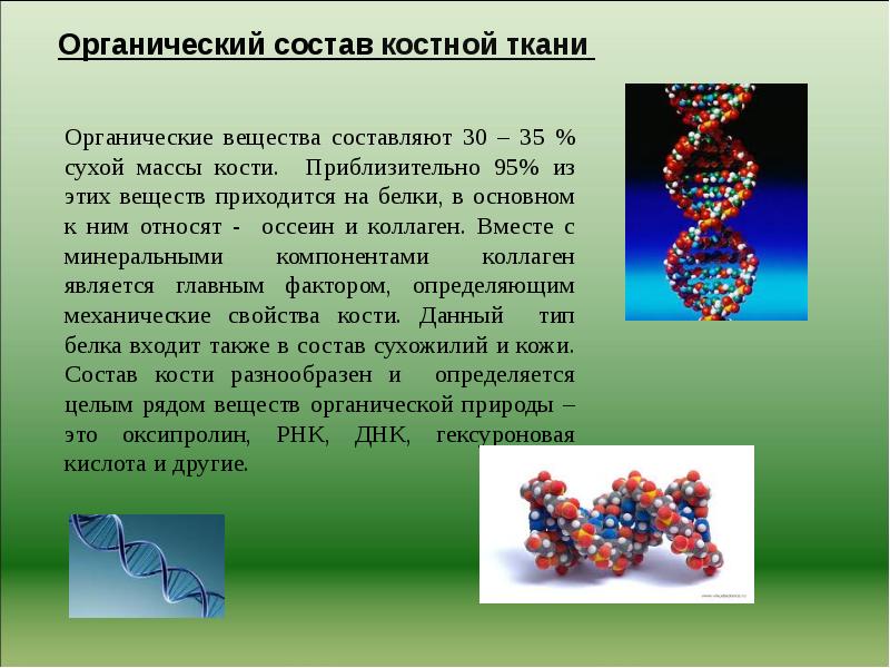 Органические вещества кости. Органические вещества в нашей жизни. Органические вещества костной ткани. К органическим веществам кости относят. Органические вещества костей презентация.