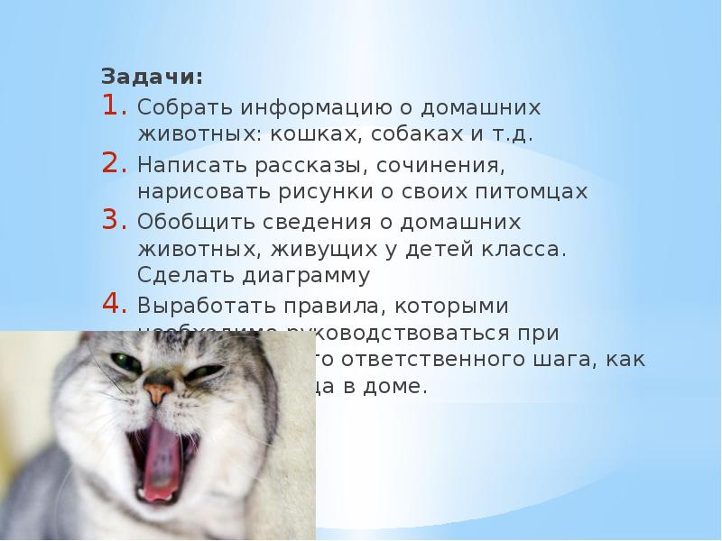 Записать общий план рассказа о домашнем питомце