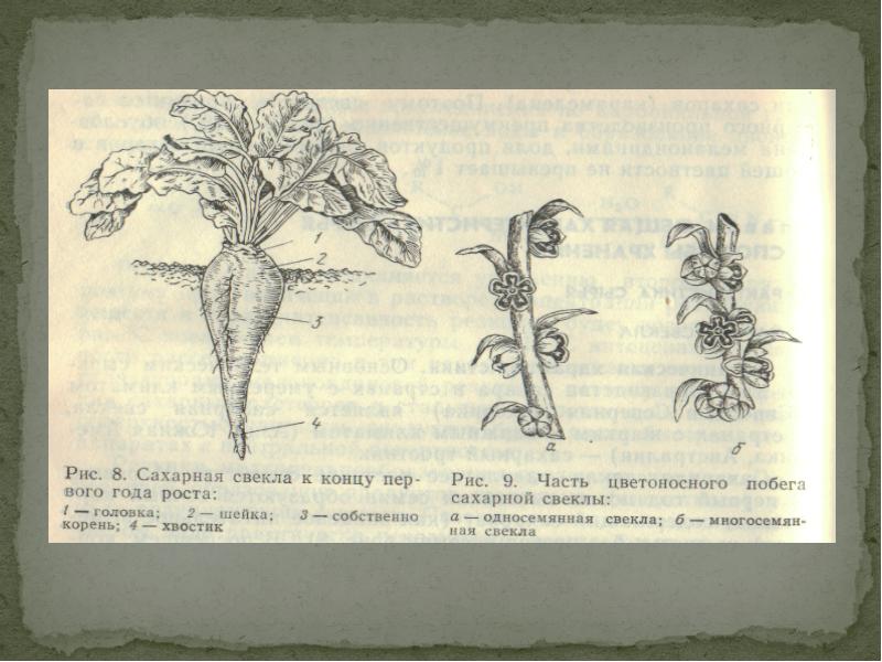 Рисунок сахарной свеклы