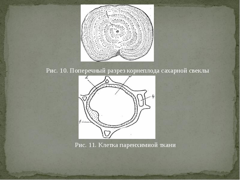 Строение сахарной свеклы