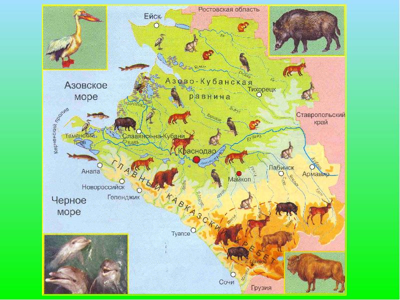 Животный мир краснодарского края проект 3 класс