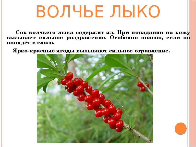 Томат Волчий Клык Характеристика Фото