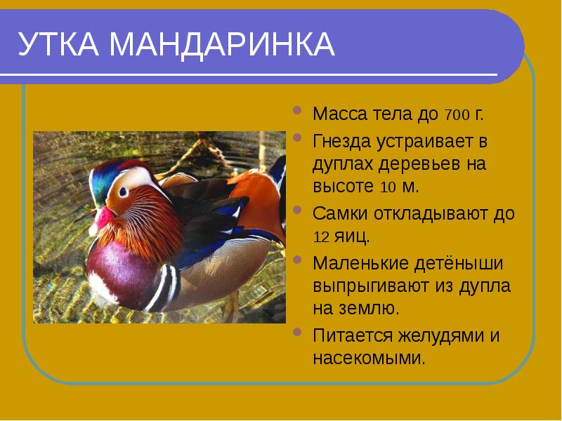 Утка мандаринка презентация