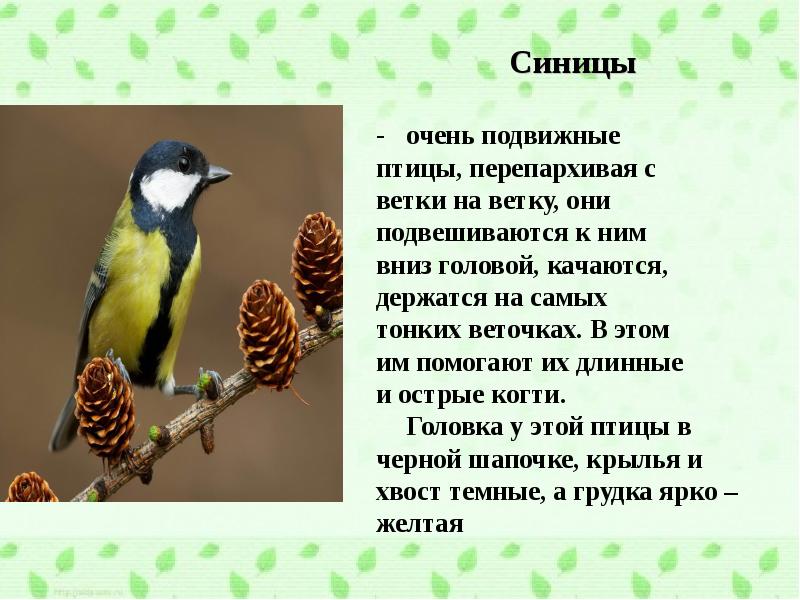 С ветки на ветку. Синицы очень подвижные птицы. Сообщение о синичке и дятле. Сообщение о дятле и синице. Доклады про птиц синички и дятлы.