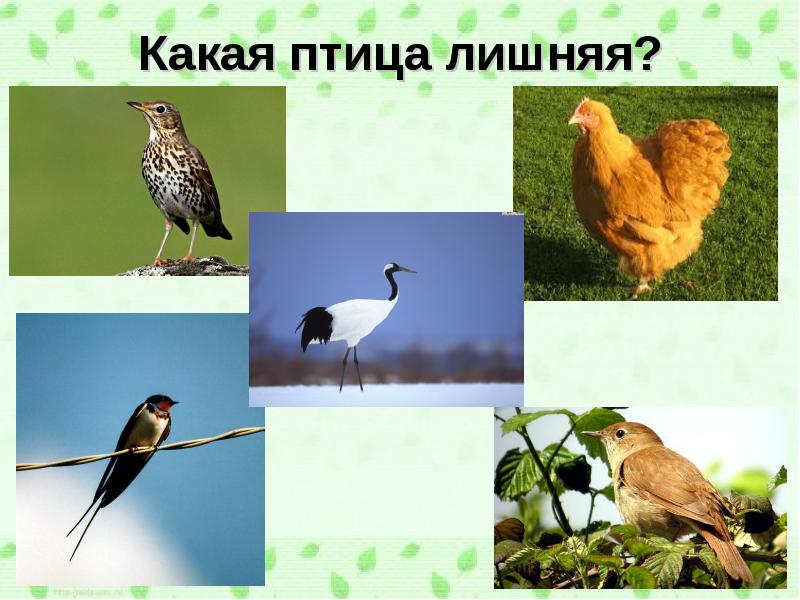 Какая птица лишняя картинки для детей