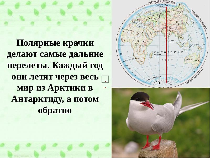 Полярная крачка интересные факты. Птицы рекордсмены. Полярная крачка миграция маршрут. Птицы рекордсмены. Полярная крачка перелет.