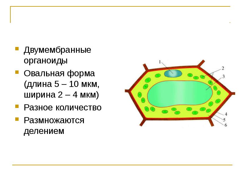 Двумембранные органоиды