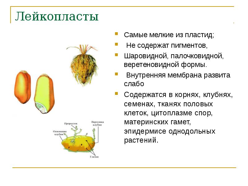 Накопление крахмала в клубне картофеля