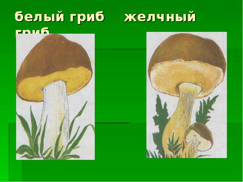 Желчный гриб рисунок