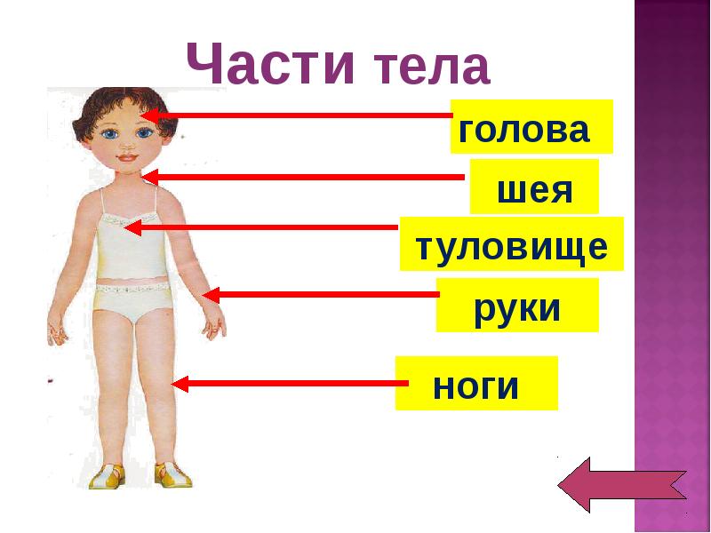 Внешнее строение человека 3. Части тела человека. Изображение человека части тела. Части тела для детей. Внешнее строение организма человека.