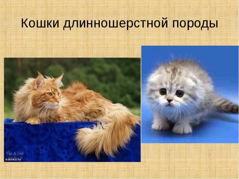 Породы кошек презентация