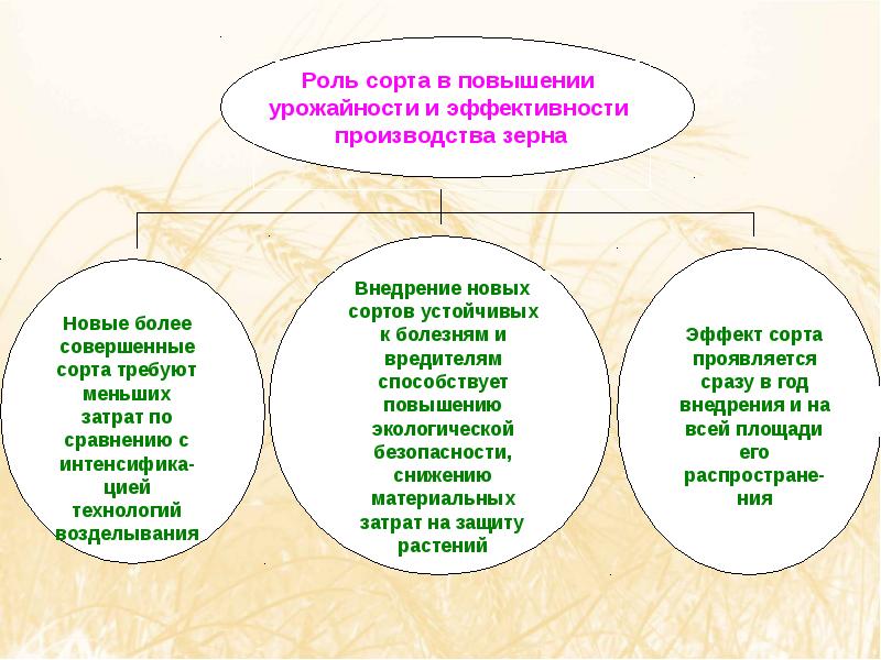 Особенности сорта. Приемы повышения урожайности. Повышение у урожайности сортов селекция. Приемы повышения урожайности ег. Роль сорта.