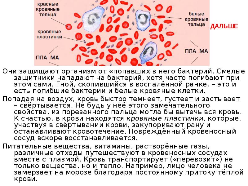 Красные кровяные клетки транспортирующие