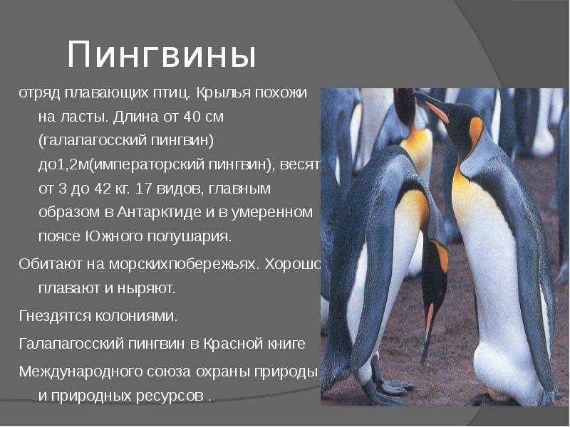 Презентация пингвины 7 класс биология