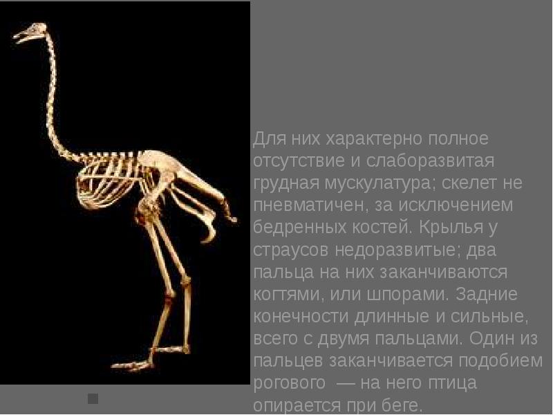 Для скелета не характерна. Скелет страуса. Анатомия страуса. Строение скелета страуса. Строение страуса.