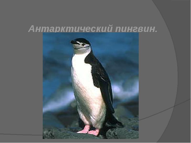 Реферат: Антарктический пингвин