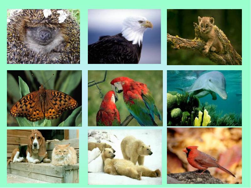 Урок многообразие животных. Животный мир царства. В царстве животных. Животные 5 класс. Зоология царства.