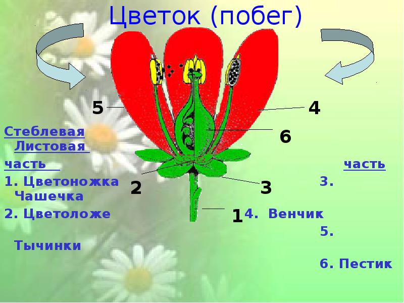 Проект цветок по биологии 6 класс