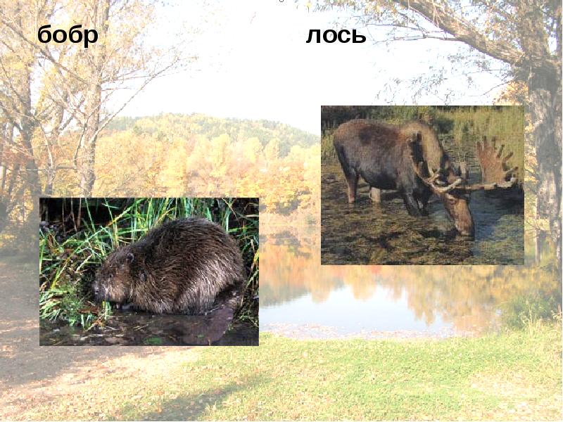 лосиха горбатая. жук олень лось горбатый кит. бобр ондатра выдра. растения и животные воронежского края. лосе бобр.