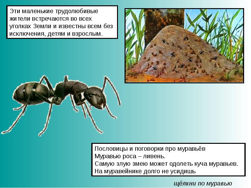 Презентация на тему муравьи