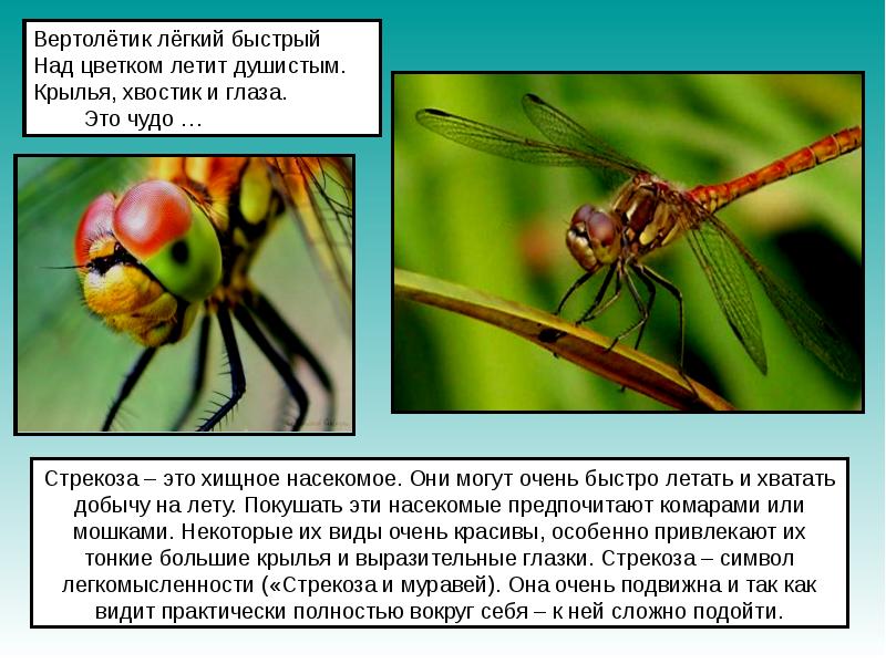 Картинки насекомых с описанием